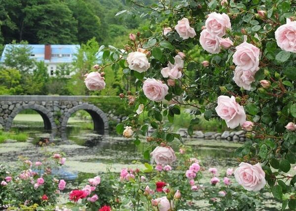 「軽井沢レイクガーデン」の2025年度の開園期間は4月18日(金)から11月3日(月・祝)まで　約400種類のイングリッシュローズなどが楽しめる！