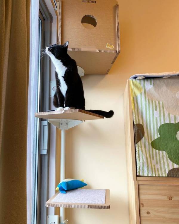 窓枠取り付け型キャットタワー「ねこゴロン」を販売するユニークライフ公式ショップは2周年！感謝セールを4月4日から開催！