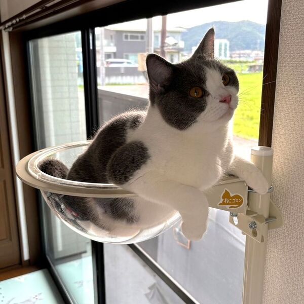 窓枠取り付け型キャットタワー「ねこゴロン」を販売するユニークライフ公式ショップは2周年！感謝セールを4月4日から開催！