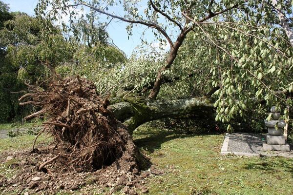 野田康道仏師より醍醐寺に「童地蔵」が奉納　再生と復活の象徴「ど根性桜」から生きる力を！