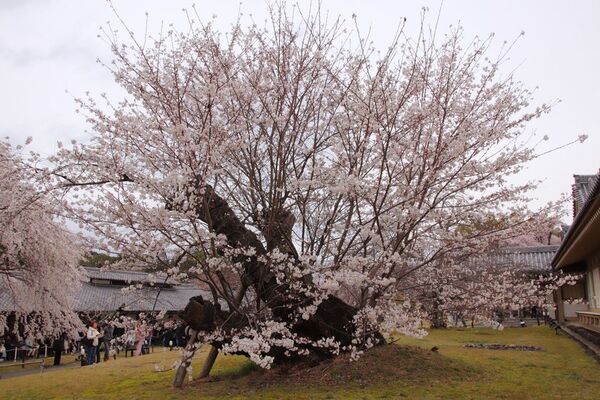 野田康道仏師より醍醐寺に「童地蔵」が奉納　再生と復活の象徴「ど根性桜」から生きる力を！