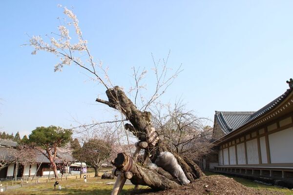 野田康道仏師より醍醐寺に「童地蔵」が奉納　再生と復活の象徴「ど根性桜」から生きる力を！