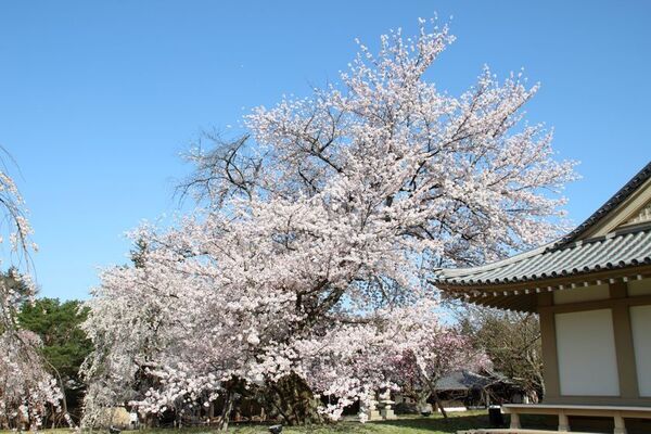 野田康道仏師より醍醐寺に「童地蔵」が奉納　再生と復活の象徴「ど根性桜」から生きる力を！