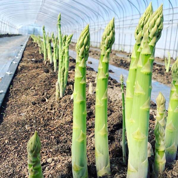 「熊の木彫り」など“昭和レトロ”を感じる北海道物産展名物を特集！「春の大北海道展」４月16日（水）から