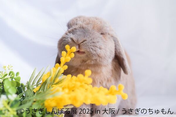 ＼GWに人気の二大イベントが大阪上陸／「ミニチュアベーカリーの世界展」＆「うさぎしんぼる展」が5/3(土)から開催！新作展示や限定グッズなど楽しい特別企画も♪