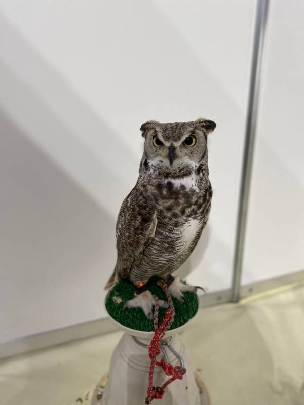 関西最大級！ペットの祭典「みんな大好き！！ペット王国2025」が5月3日・4日京セラドーム大阪にて開催