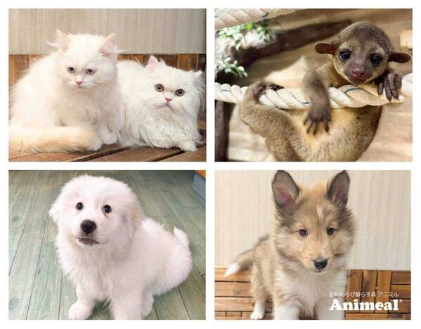 次世代都市型ふれあい動物園「Animeal(アニミル)」が、お台場店にて動物の赤ちゃんの入園式を4月4日から順次開催！～新入学・入社応援キャンペーンも同時開催！～