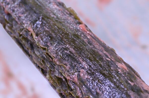 北海道産昆布×紀州梅肉の絶妙なハーモニー　人気商品『ホッペちゃんおしゃぶり梅昆布 6g』が2025年4月 リニューアル発売！