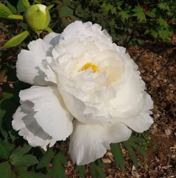 世界最大級の牡丹・芍薬庭園“奇跡のエシカルガーデン”「つくば牡丹園」2025年は4月9日(水)から開園　「芍薬の丘」新オープン＆“実生牡丹”初披露など見どころ満載