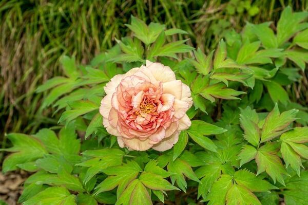 世界最大級の牡丹・芍薬庭園“奇跡のエシカルガーデン”「つくば牡丹園」2025年は4月9日(水)から開園　「芍薬の丘」新オープン＆“実生牡丹”初披露など見どころ満載