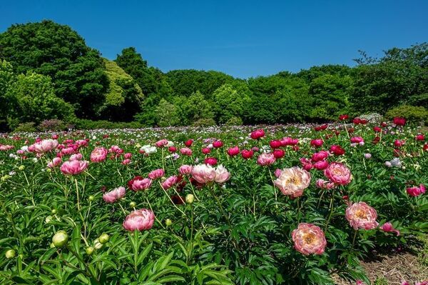 世界最大級の牡丹・芍薬庭園“奇跡のエシカルガーデン”「つくば牡丹園」2025年は4月9日(水)から開園　「芍薬の丘」新オープン＆“実生牡丹”初披露など見どころ満載
