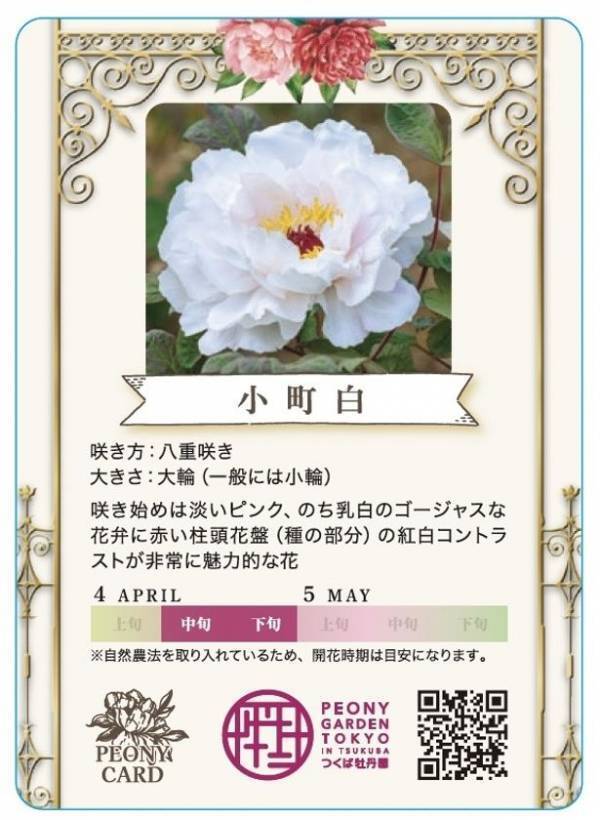 世界最大級の牡丹・芍薬庭園“奇跡のエシカルガーデン”「つくば牡丹園」2025年は4月9日(水)から開園　「芍薬の丘」新オープン＆“実生牡丹”初披露など見どころ満載