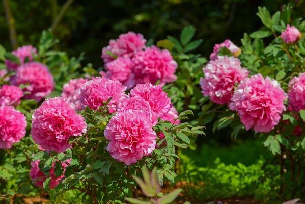 世界最大級の牡丹・芍薬庭園“奇跡のエシカルガーデン”「つくば牡丹園」2025年は4月9日(水)から開園　「芍薬の丘」新オープン＆“実生牡丹”初披露など見どころ満載