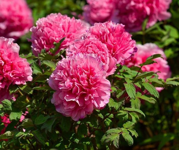 世界最大級の牡丹・芍薬庭園“奇跡のエシカルガーデン”「つくば牡丹園」2025年は4月9日(水)から開園　「芍薬の丘」新オープン＆“実生牡丹”初披露など見どころ満載