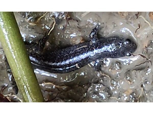 グローブライドが環境保全を支援する近畿大学(奈良キャンパス)の里山におけるビオトープが環境省「自然共生サイト」の認定評価を取得