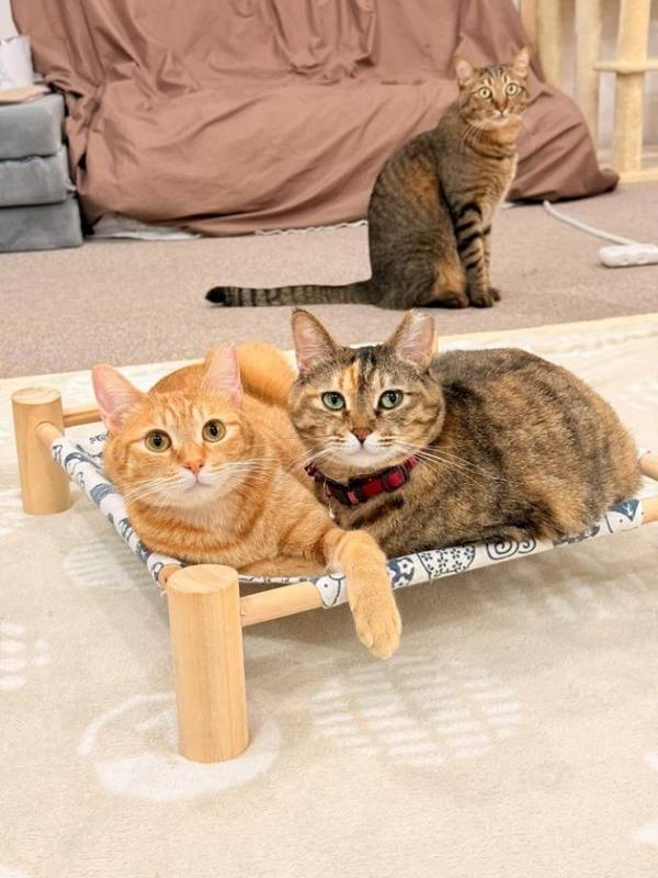 さくらみみの「猫耳イラストコンテスト」、保護猫カフェ「CATLOAF」(キャットローフ)へ寄付
