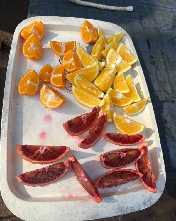 生産現場で野菜・果物づくりを目指す実践型農業スクール「竹と農の学校」が広島県呉市下蒲刈島で4月5日開校