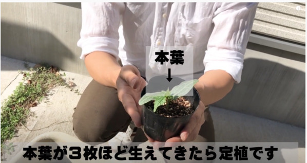 夏の酷暑対策！国産オーガニックコスメ会社ネオナチュラルが自社農場の有機ヘチマで壁面緑化運動を実施