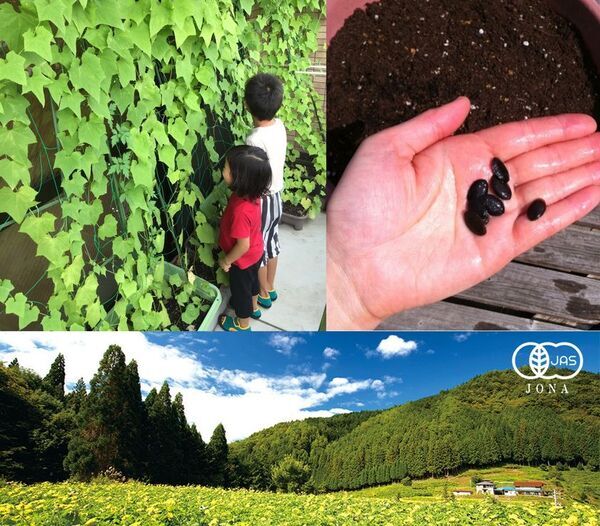 夏の酷暑対策！国産オーガニックコスメ会社ネオナチュラルが自社農場の有機ヘチマで壁面緑化運動を実施