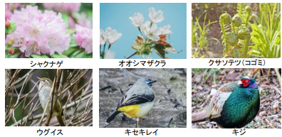 ROKKO森の音ミュージアム ゴールデンウィーク期間限定朝のSIKIガーデン＆楽器準備公開自動演奏バイオリンの調弦など公開実演