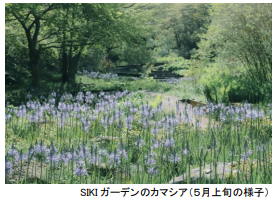 ROKKO森の音ミュージアム ゴールデンウィーク期間限定朝のSIKIガーデン＆楽器準備公開自動演奏バイオリンの調弦など公開実演