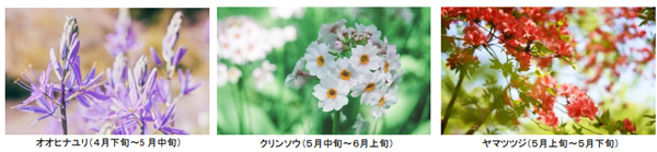 ROKKO森の音ミュージアムSIKIガーデンEarly Summer Seasonツツジ、オオデマリなどに彩られた初夏のガーデン2025年5月7日（水）～6月20日（金）