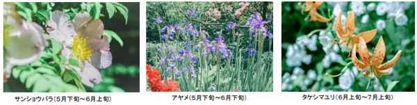 ROKKO森の音ミュージアムSIKIガーデンEarly Summer Seasonツツジ、オオデマリなどに彩られた初夏のガーデン2025年5月7日（水）～6月20日（金）