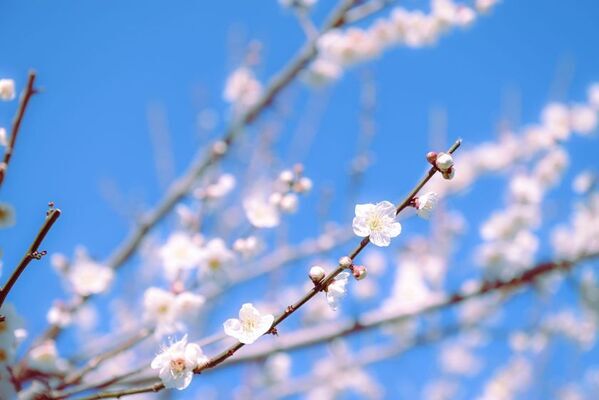 高崎市産の“白加賀梅”を活用　化粧品原料とパーソナルケア商品を発売　「手摘み」収穫の白加賀梅を象徴するブランド「tezmi」立ち上げ