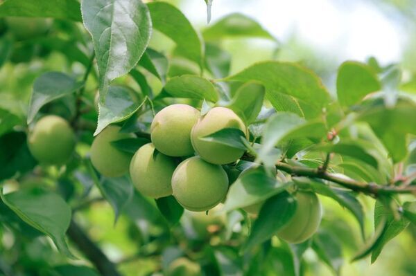 高崎市産の“白加賀梅”を活用　化粧品原料とパーソナルケア商品を発売　「手摘み」収穫の白加賀梅を象徴するブランド「tezmi」立ち上げ