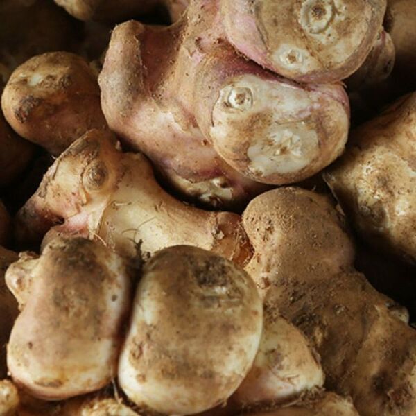 水溶性食物繊維「イヌリン」とフラクトオリゴ糖の機能性成分が多く含まれる新商品「腸活菊芋ハニー菊芋濃縮シロップ」を販売