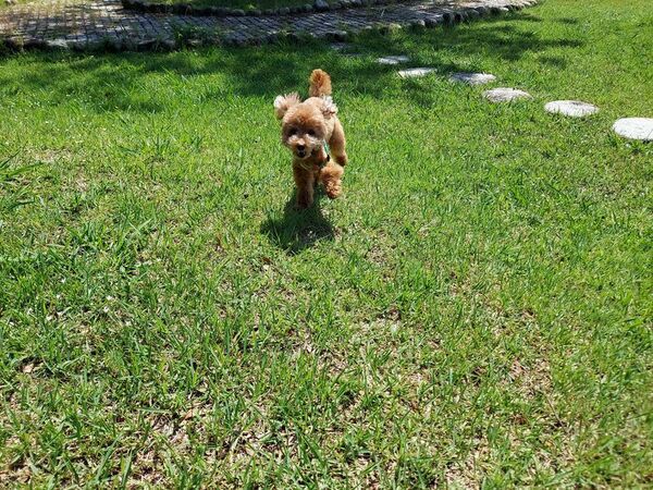 GW到来！ワンちゃんとのお出掛けシーズンに向けて！愛犬用おやつ「愛鷹山麓鹿肉ジャーキー」の販促強化を実施