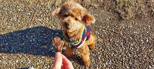 GW到来！ワンちゃんとのお出掛けシーズンに向けて！愛犬用おやつ「愛鷹山麓鹿肉ジャーキー」の販促強化を実施