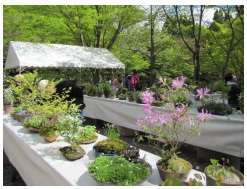 【六甲高山植物園】5月4日（日）は「みどりの日」新緑が見頃です