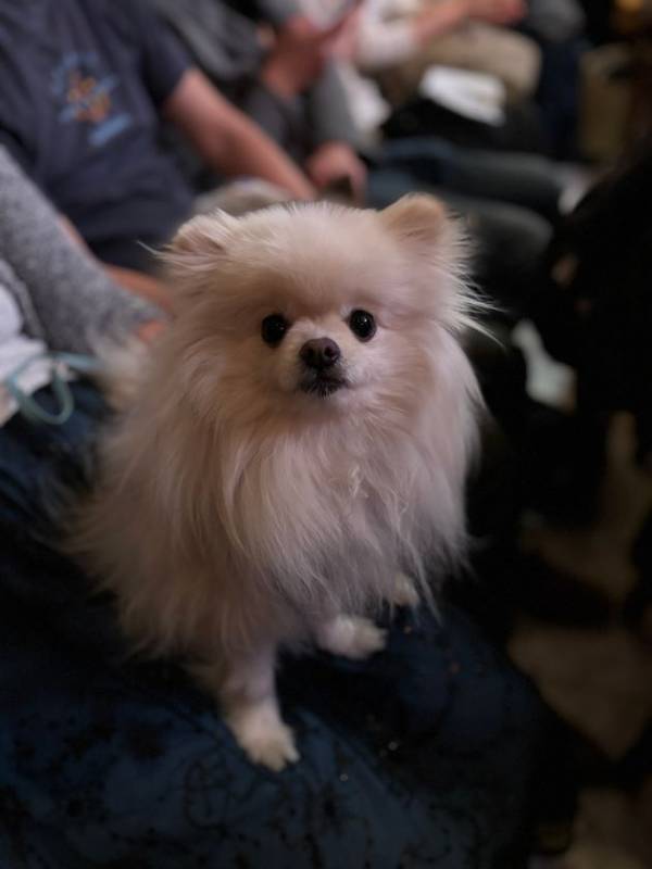 愛犬と楽しむ音楽イベント「わんわんサウンドシエスタ Vol.2」　好評につき6月15日(日)『霞町音楽堂』(東京・麻布)で開催！