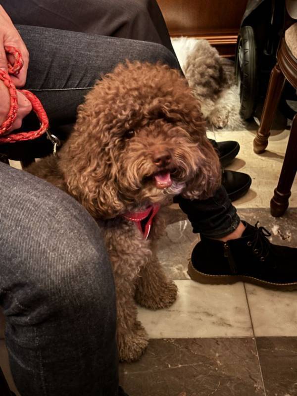 愛犬と楽しむ音楽イベント「わんわんサウンドシエスタ Vol.2」　好評につき6月15日(日)『霞町音楽堂』(東京・麻布)で開催！