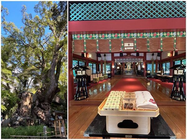 毎年大人気！「熱海・黒麦まんじゅう本舗」より熱海の縁起物「麦こがし」をかけて味わう、つるんとコクのある黒みつゼリー「みずくろ」季節限定で発売！