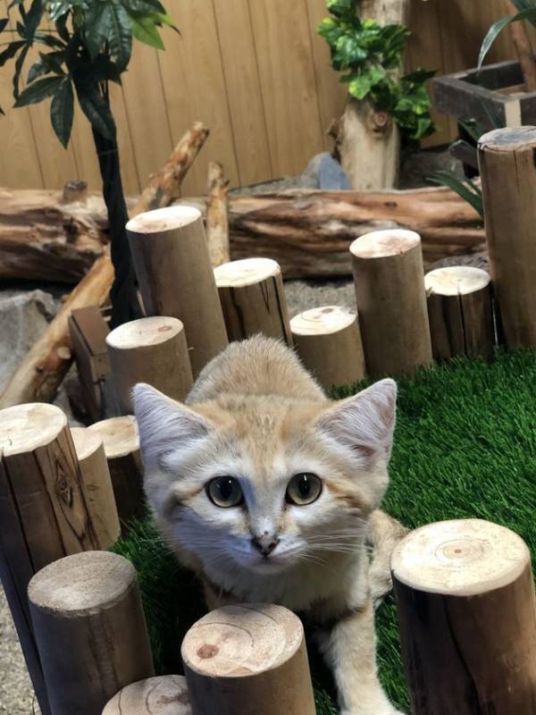 ピングーが白樺湖にやってきた！白樺リゾートで「ピングーしらかばビレッジ」4月19日(土)から開催！