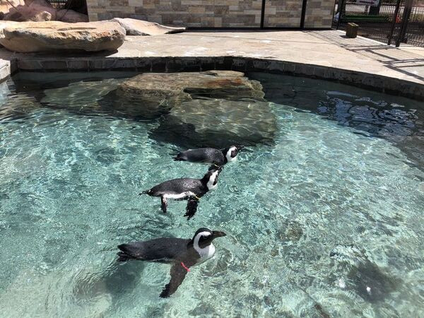 ピングーが白樺湖にやってきた！白樺リゾートで「ピングーしらかばビレッジ」4月19日(土)から開催！