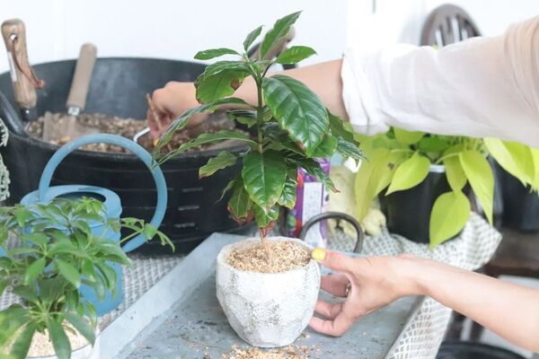 大小さまざまな植物が集まるイベント『GREEN-FLAT vol.12』を神戸元町のジーフラット インテリアショップにて5/3～5/5に開催