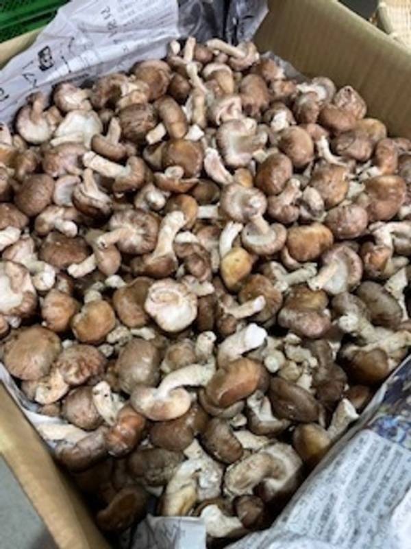 ＼地元生産者様のお野菜大放出！／　群馬県渋川市『上州・村の駅』　お得なお野菜イベントで、地域を元気に盛り上げます！『お野菜大放出祭』4月26日(土)～5月11日(日) 16日間開催