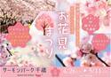 【北海道／サーモンパーク千歳】桜満開！花よりサーモン！サーモンパークでお花見まつり　4月26日(土)～5月11日(16日間)まで開催！