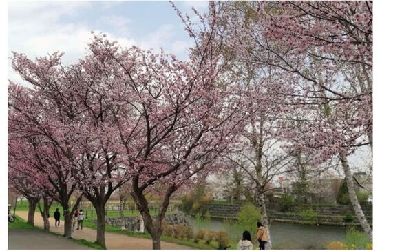 【北海道／サーモンパーク千歳】桜満開！花よりサーモン！サーモンパークでお花見まつり　4月26日(土)～5月11日(16日間)まで開催！