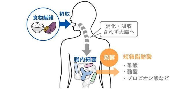 ビフィズス菌がいないと、せっかく摂った食物繊維が太る原因に！？新コラム『食物繊維とビフィズス菌がつなぐ“菌のリレー”』を4月25日にWEBサイトで公開