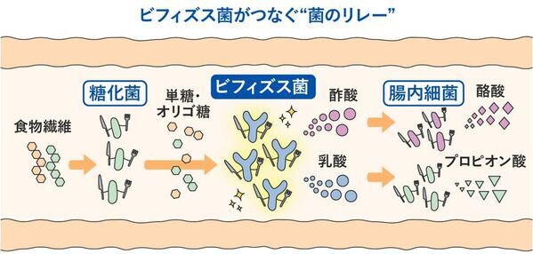 ビフィズス菌がいないと、せっかく摂った食物繊維が太る原因に！？新コラム『食物繊維とビフィズス菌がつなぐ“菌のリレー”』を4月25日にWEBサイトで公開
