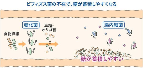 ビフィズス菌がいないと、せっかく摂った食物繊維が太る原因に！？新コラム『食物繊維とビフィズス菌がつなぐ“菌のリレー”』を4月25日にWEBサイトで公開