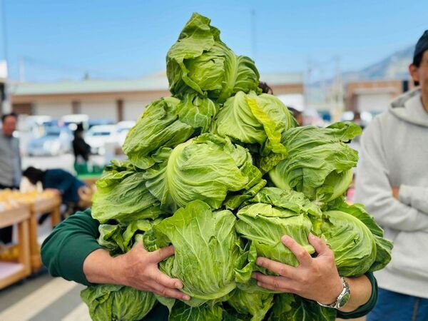 ＼GWは山梨の「道の駅なんぶ」に行こう！／キャベツの抱え込みや野菜の詰め放題！南部茶の詰め放題も実施！ほかにも大抽選会やじゃんけん大会などイベント盛りだくさん