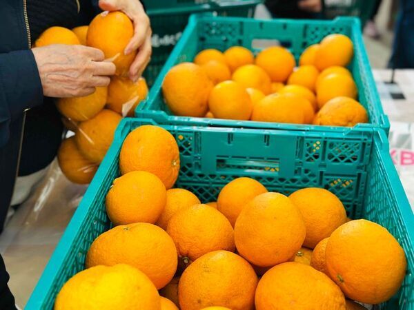 ＼GWは山梨の「道の駅なんぶ」に行こう！／キャベツの抱え込みや野菜の詰め放題！南部茶の詰め放題も実施！ほかにも大抽選会やじゃんけん大会などイベント盛りだくさん