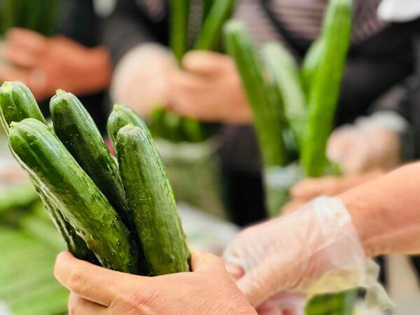 ＼GWは山梨の「道の駅なんぶ」に行こう！／キャベツの抱え込みや野菜の詰め放題！南部茶の詰め放題も実施！ほかにも大抽選会やじゃんけん大会などイベント盛りだくさん