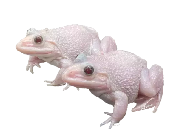 「Go！Go！ゴールデンウィーク」特集