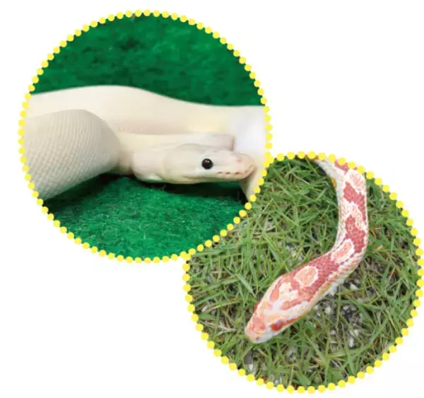 「Go！Go！ゴールデンウィーク」特集